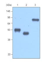 MBP / Maltose Binding Protein Antibody (clone 10C12)