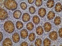Monoclonal Mouse anti-Human Lewis A Blood Group Antigen Antibody (clone 7LE, IHC, WB)