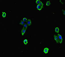 Polyclonal Rabbit anti-Human EFCAB7 Antibody (IHC, IF, WB)