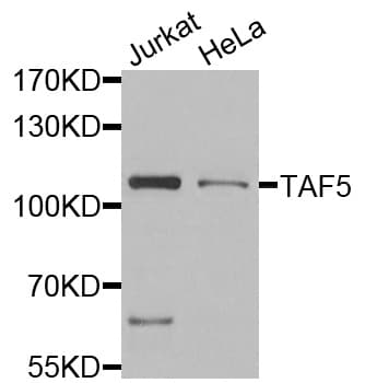 TAF5 Antibody