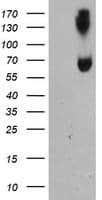 ACSM5 / MACS3 Antibody (clone OTI1G1)