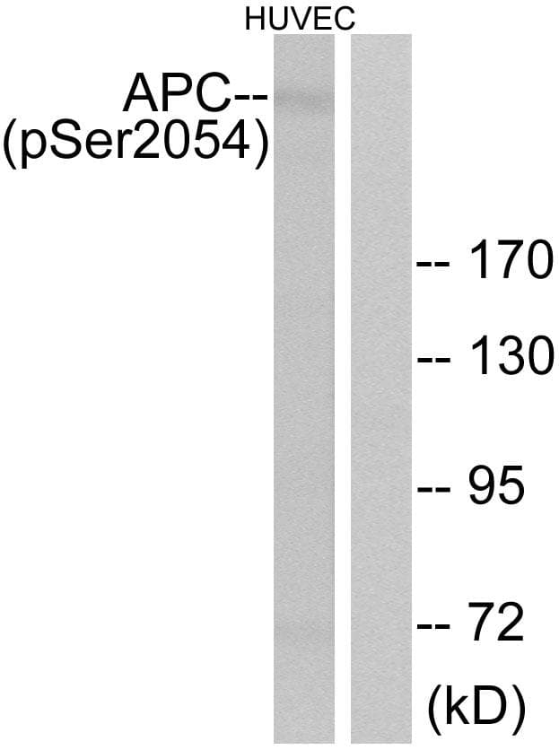 APC Antibody (phospho-Ser2054)