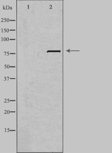 LRP3 Antibody
