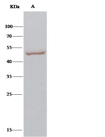 CPVL Antibody (Preservative Free)