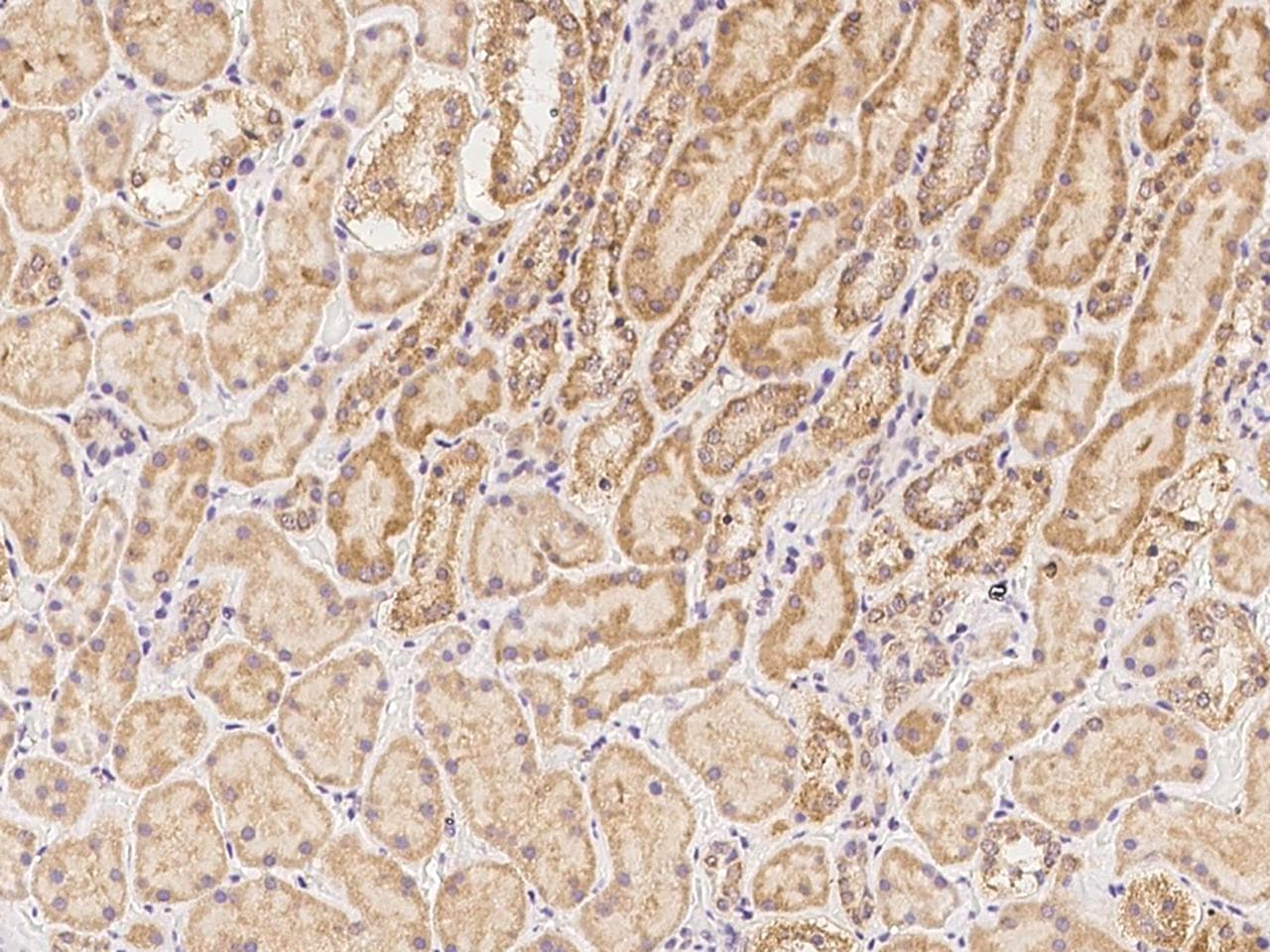 ZNF480 Antibody