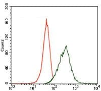 MAP2 Antibody (Amino Acid: 24-123, clone 5B7)