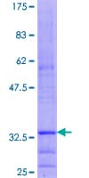 Human PGLYRP1 / PGRP Protein (Recombinant GST, N-terminus)