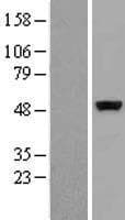 Human c-Src Kinase / CSK Protein (Over-Expression Lysate Myc-DDK (Flag))