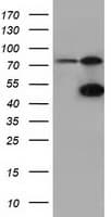 CBWD1 Antibody (clone OTI3F9)