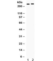 MUC3A Antibody
