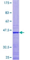 Human APOBEC3F / ARP8 Protein (Recombinant GST)