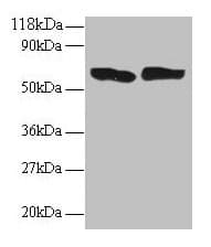 Polyclonal Rabbit anti-Bovine TNF Alpha Antibody (IHC, WB)