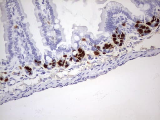 Monoclonal Rat BrdU Antibody (clone 4C2, IHC)