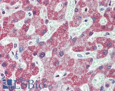 Polyclonal Rabbit anti-Human GDF2 / BMP9 Antibody (aa320-429, IHC, WB)
