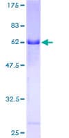 Human EMILIN1 / EMI Protein (Recombinant GST)