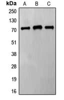 FZD8 / Frizzled 8 Antibody (C-Terminus)