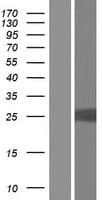 FRAT2 Protein (Over-Expression Lysate Myc-DDK (Flag))