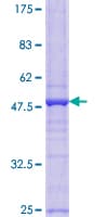Human XG Protein (Recombinant GST)
