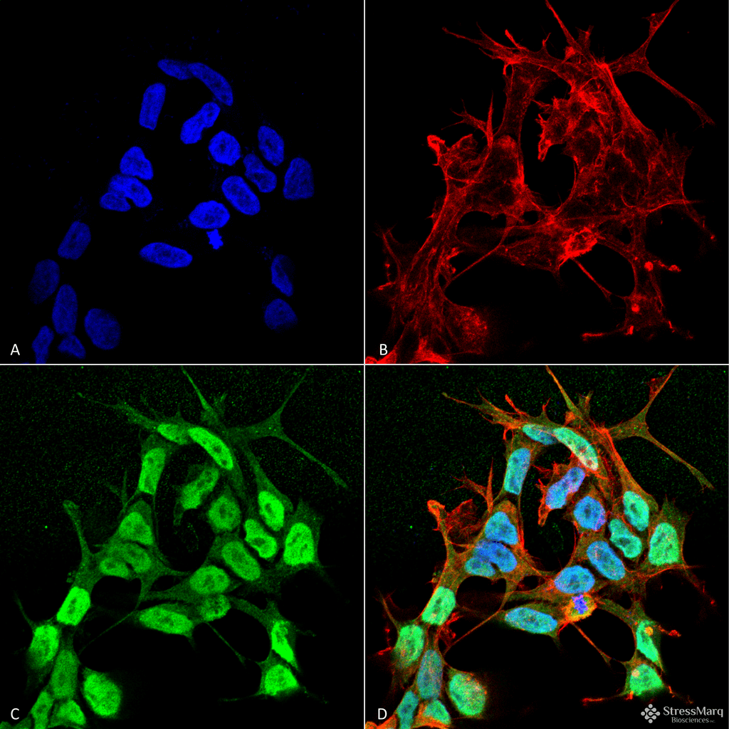 SCN3B Antibody (clone S396-29, APC)