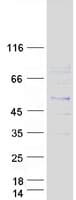 Human PSMB8 / LMP7 Protein (Recombinant Myc-DDK (Flag))