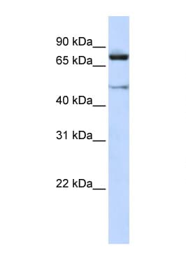 CUL2 / Cullin 2 Antibody (C-Terminus)