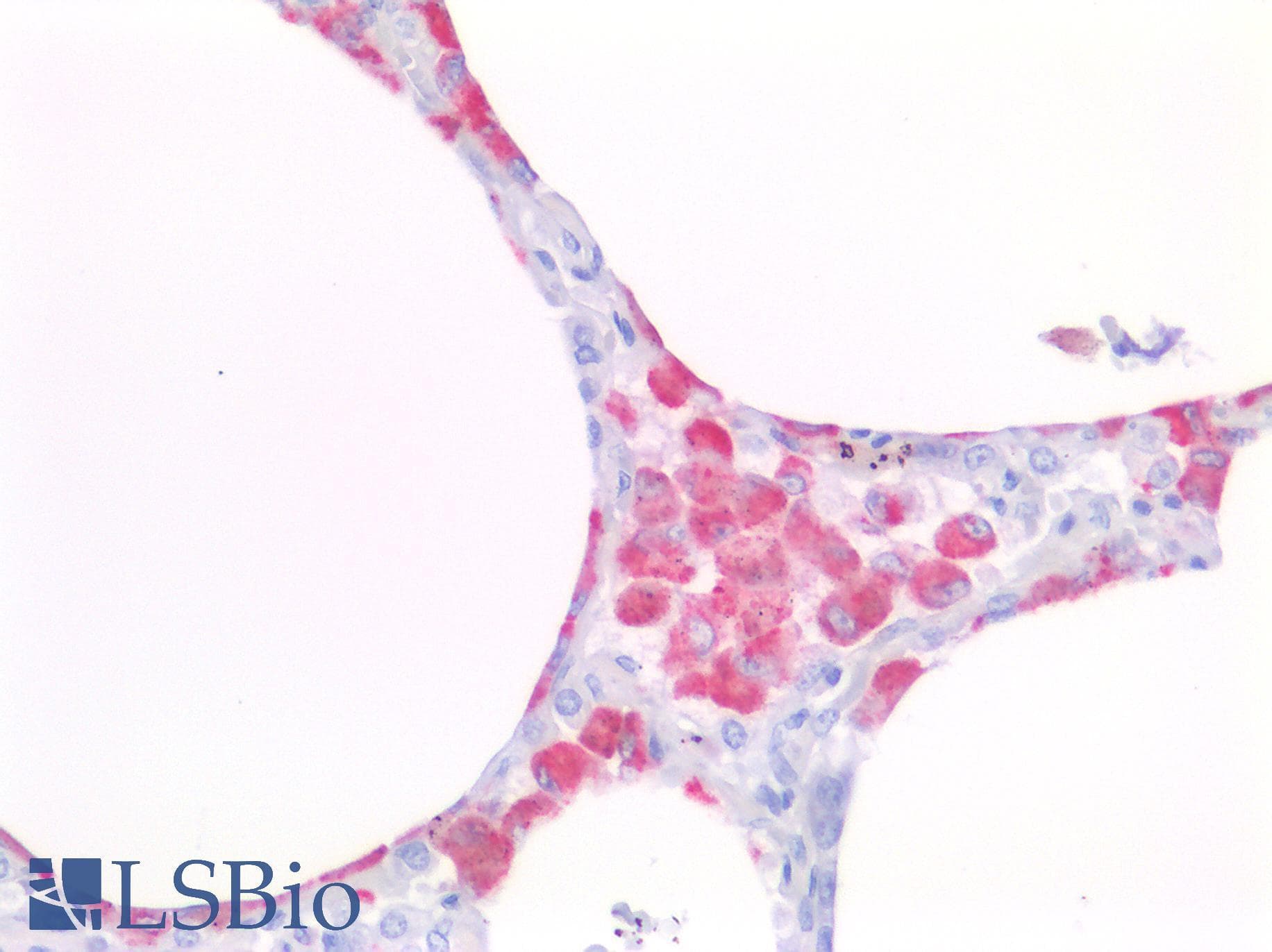 PathPlus™ CD68 Antibody (clone KP-1)