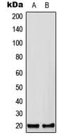 CFC1B Antibody (C-Terminus)
