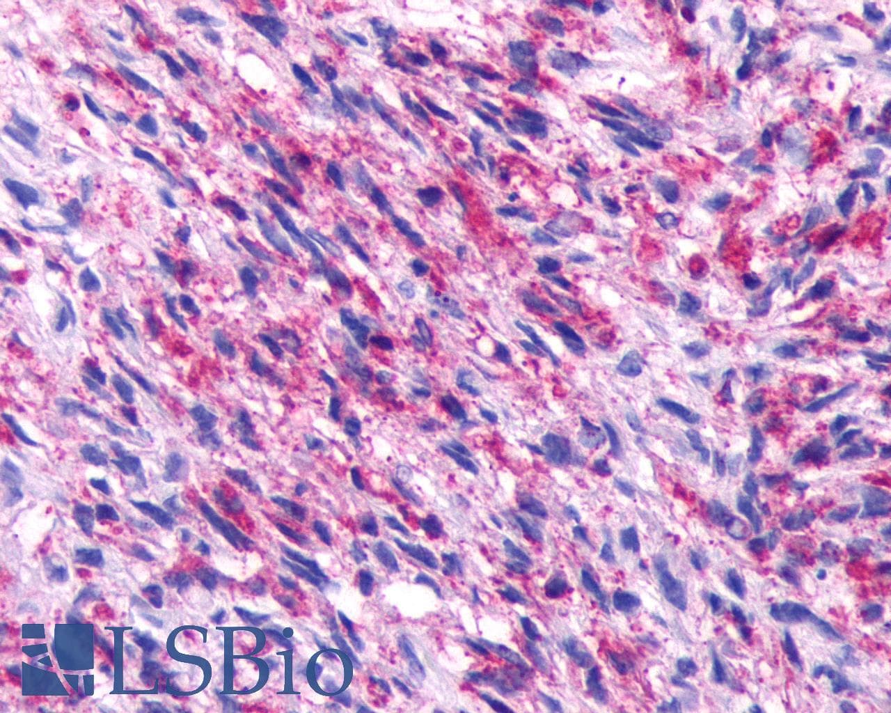 PathPlus™ Polyclonal Rabbit anti-Human NPBWR2 / GPR8 Antibody (N-Terminus, IHC)