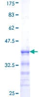 Human SOX10 Protein (Recombinant GST, N-terminus)