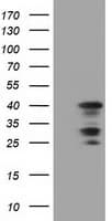 C16orf72 Antibody (clone OTI2D1)