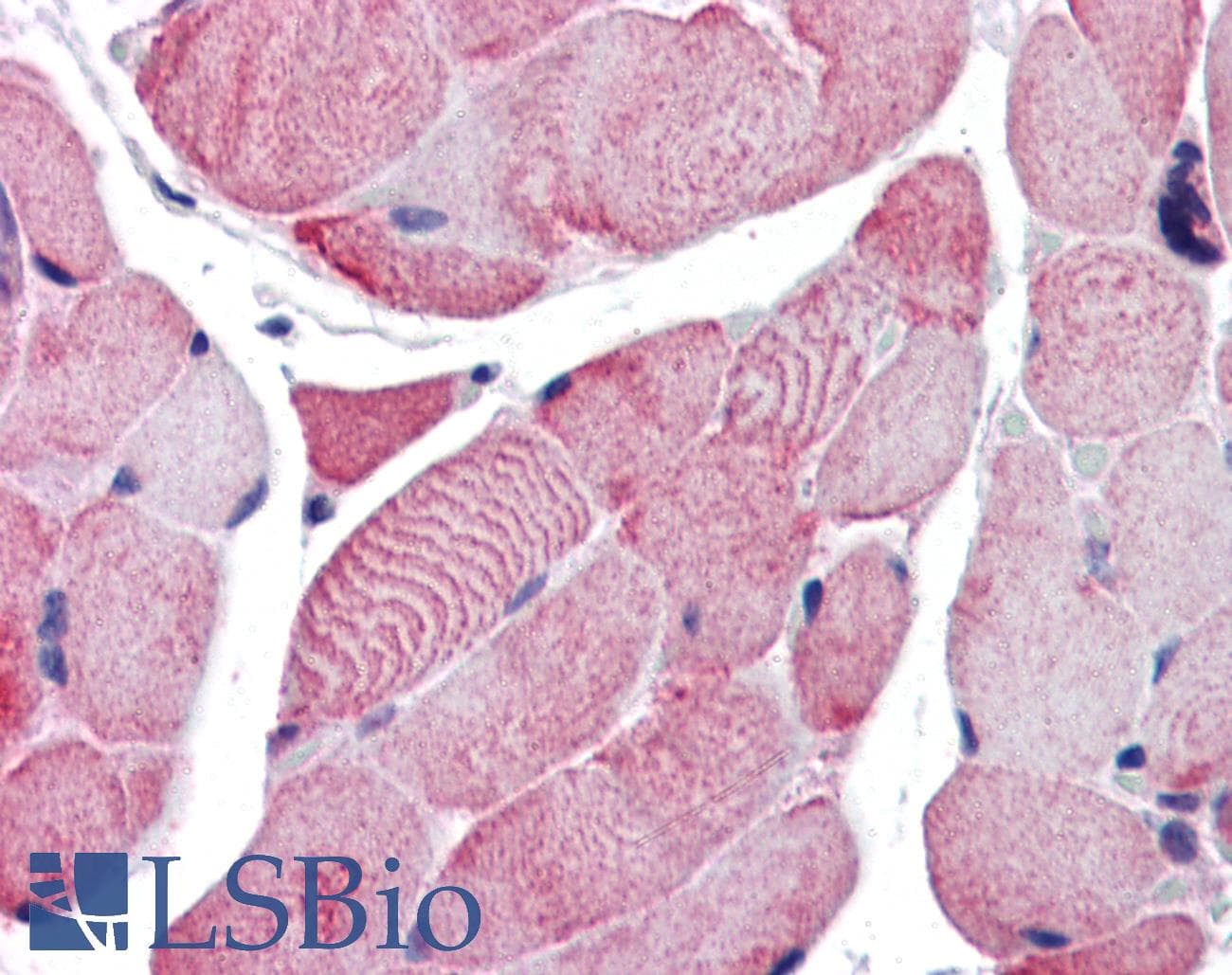 IHC-plus™ ACTB / Beta Actin Antibody (C-Terminus)