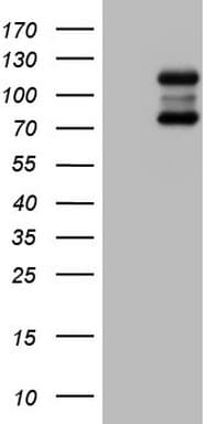 HDAC4 Antibody (clone OTI6E6)
