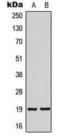 HMP19 Antibody (Internal)
