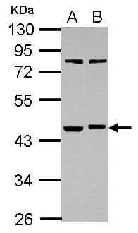 RBMS1 Antibody