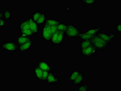 NRSF / REST Antibody