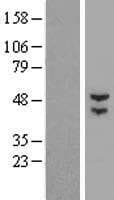 BTBD3 Protein (Over-Expression Lysate Myc-DDK (Flag))