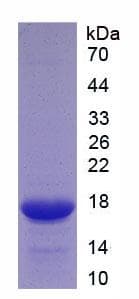 Human TNFSF12 / TWEAK Protein (Recombinant His)
