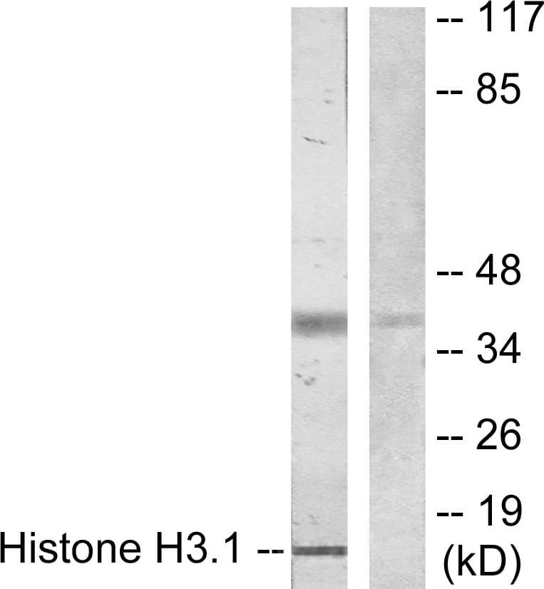 Polyclonal Rabbit anti-Human Histone H3 Antibody (aa1-50, WB)