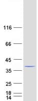 Human CRKL Protein (Recombinant Myc-DDK (Flag))