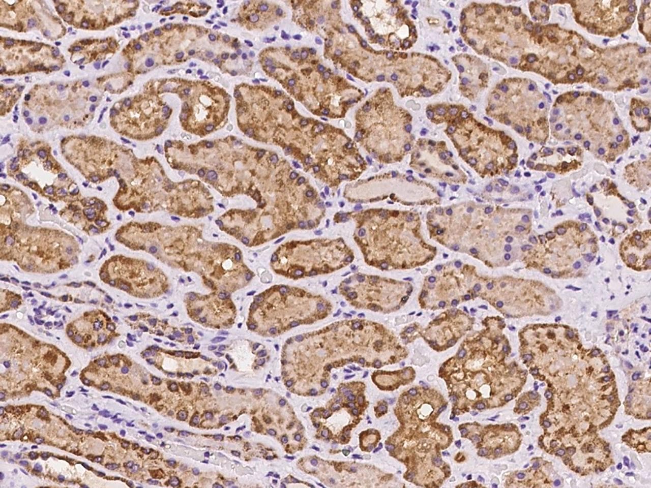 GRPEL1 Antibody