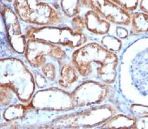 Mitochondria Antibody (clone 113-1, Azide-free, BSA-free)