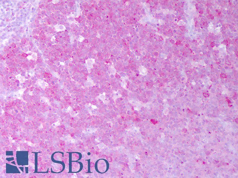 IHC-plus™ HSP90AA / HSP90 Alpha Antibody (clone 2G5.G3)