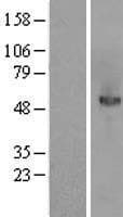 MANSC1 Protein (Over-Expression Lysate Myc-DDK (Flag))