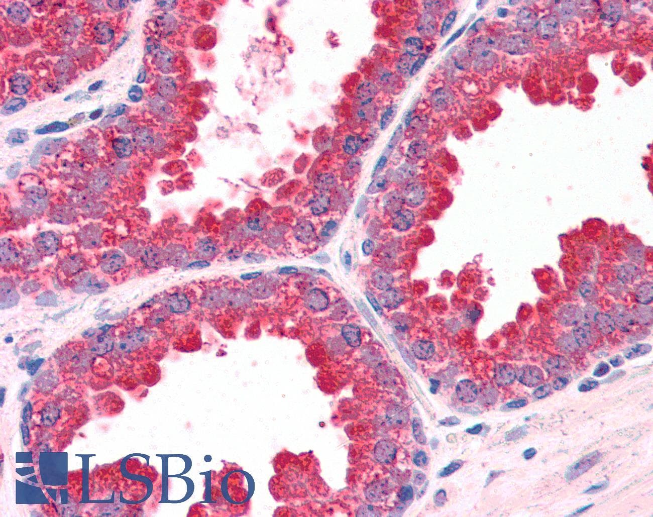IHC-plus™ Polyclonal Goat anti-Human DUSP1 / MKP1 Antibody (aa355-367, IHC, WB)