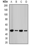 FDPS Antibody