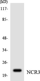 NKP30 Antibody (aa85-134)