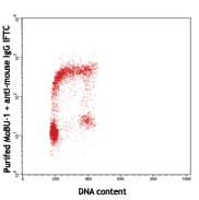 Monoclonal Mouse BrdU Antibody (clone MoBU-1, IHC)