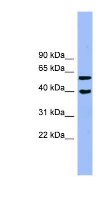 ALLC Antibody (aa71-120)