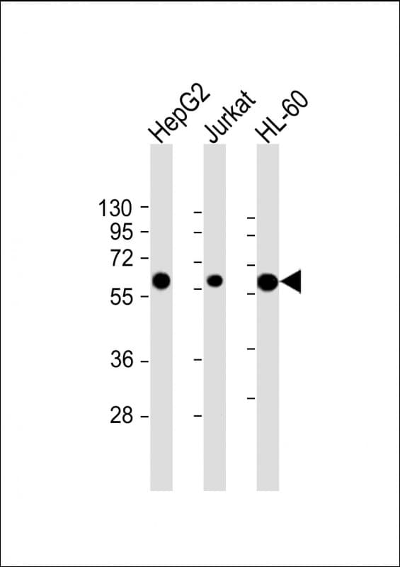 Monoclonal Mouse anti-Human CASP8 / Caspase 8 Antibody (clone 550CT8.5.2, C-Terminus, WB)