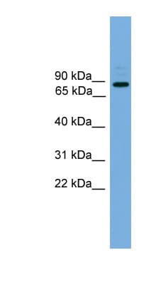 ARHGEF19 / WGEF Antibody (aa287-336)